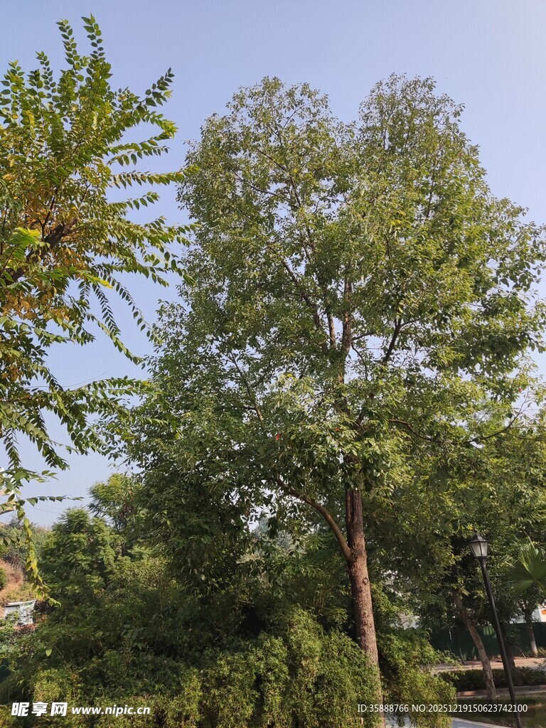 户外葱郁树木景观