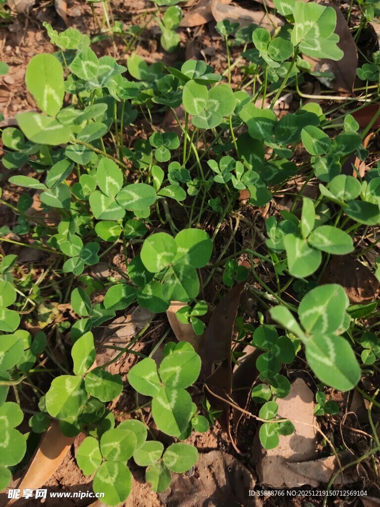 翠绿三叶草生长于地面