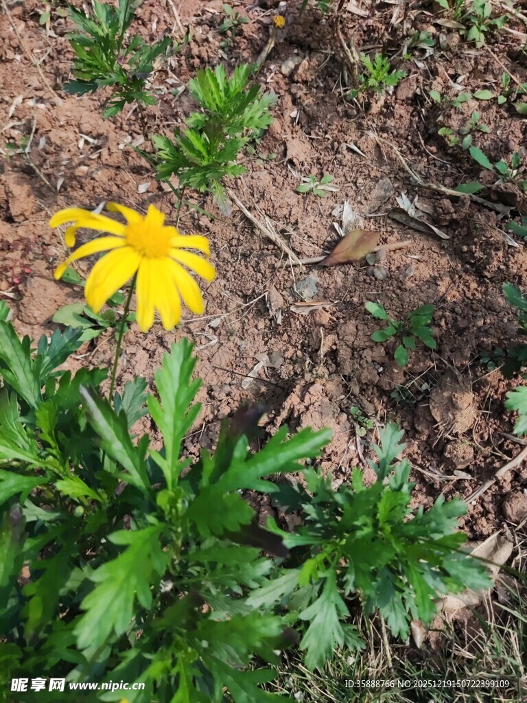 黄色小花绽放于草丛中