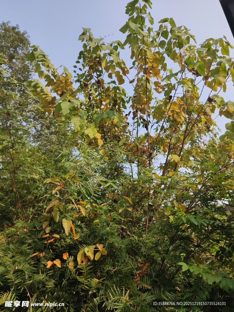 秋日繁茂绿树景观