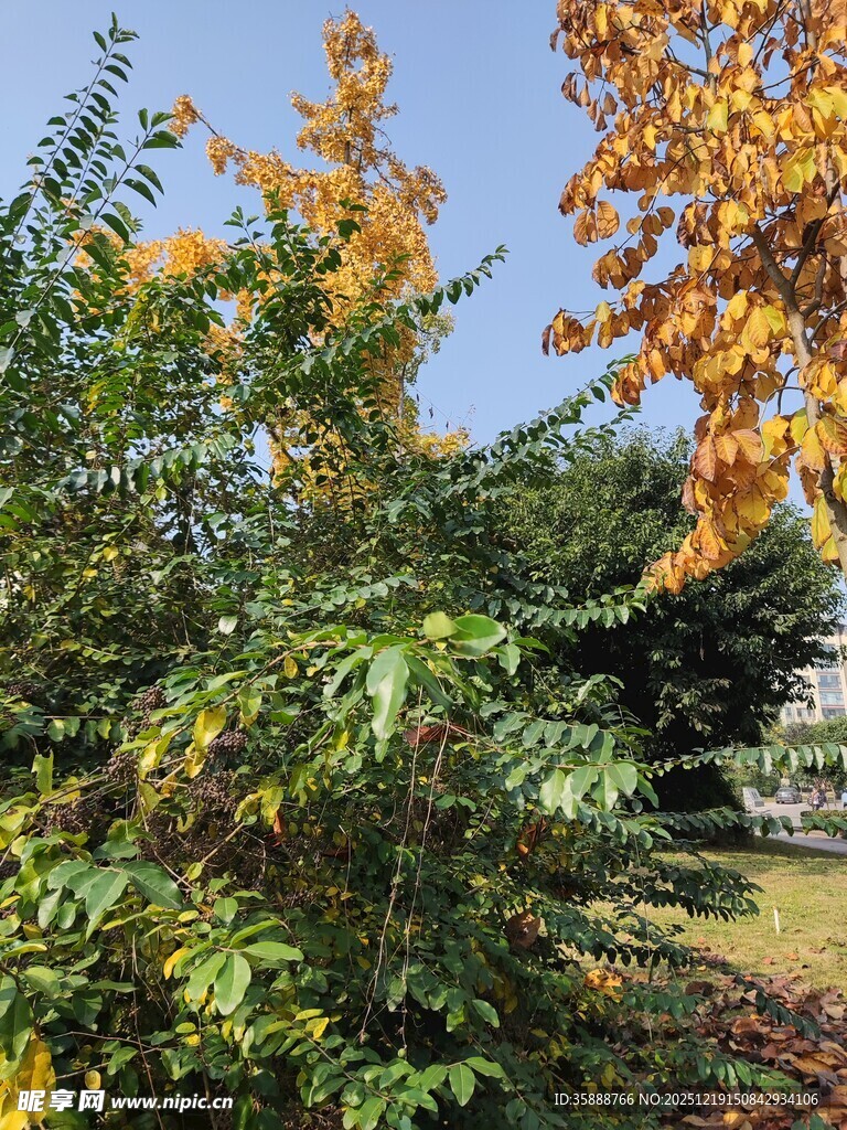 秋日斑斓树木景致