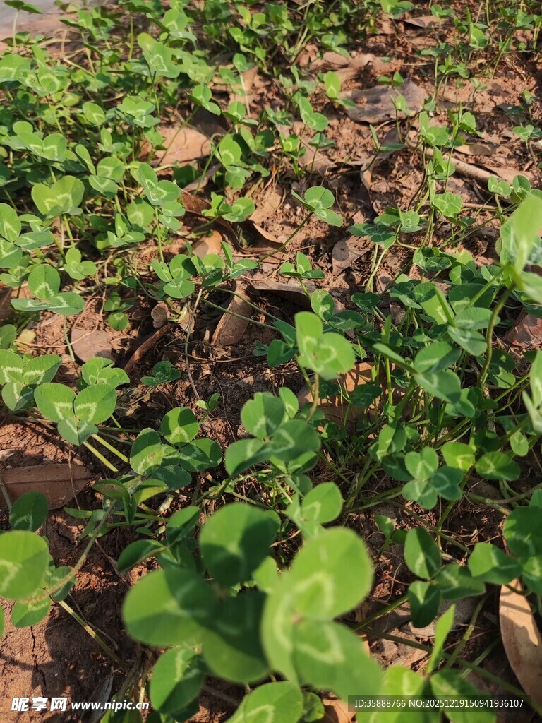 嫩绿幼苗生长于土地间