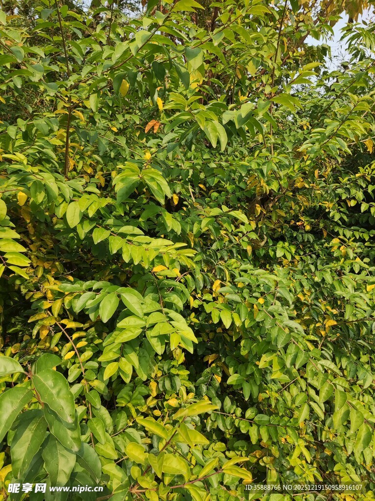 繁茂的绿色植物景观