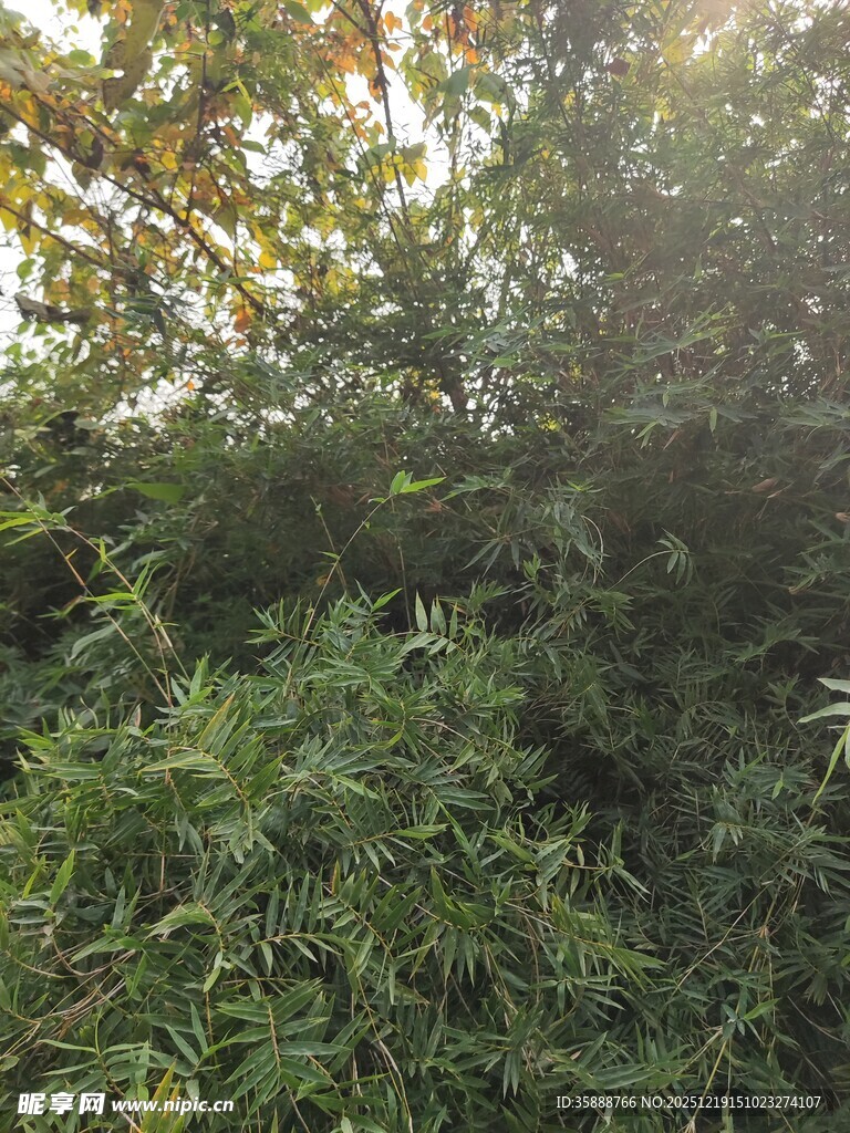 阳光照耀下的繁茂绿植