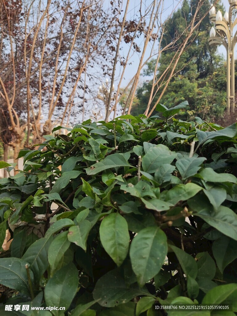 绿叶植物生机盎然