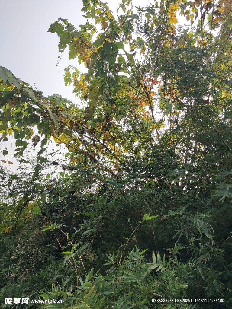 阳光下的繁茂绿植