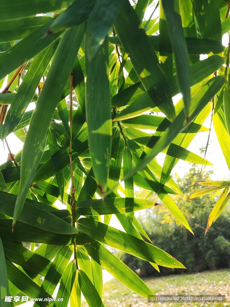 翠绿竹叶在阳光下摇曳