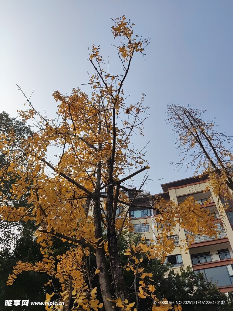 秋日黄叶下的中式建筑