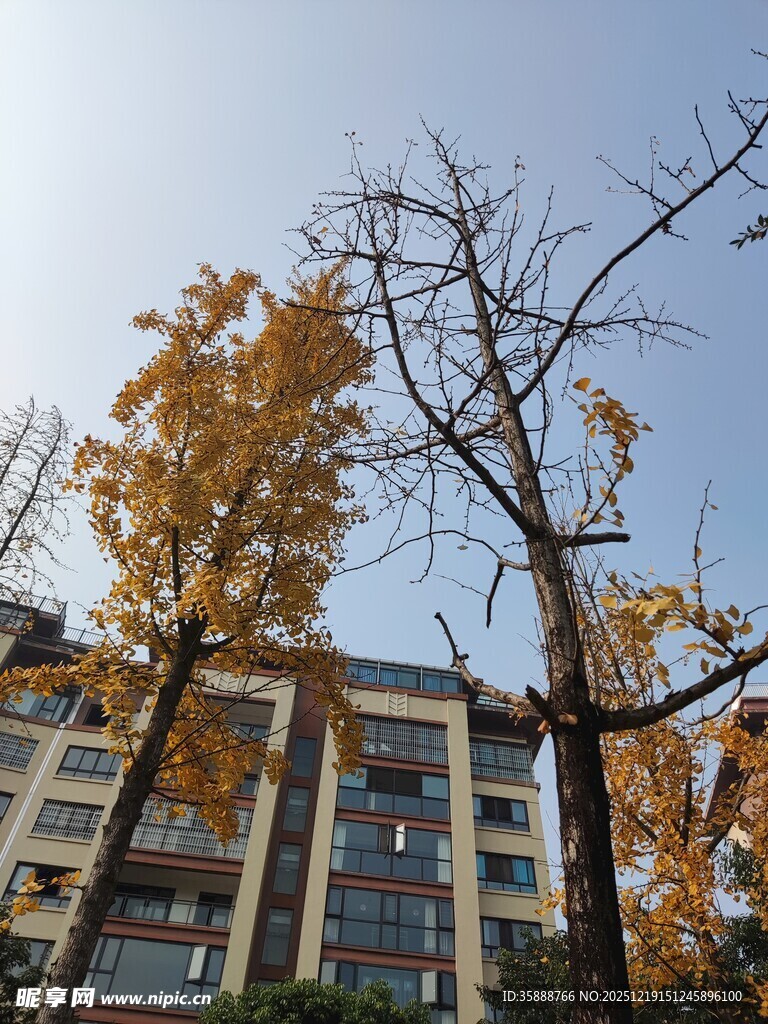 秋日银杏旁的现代建筑