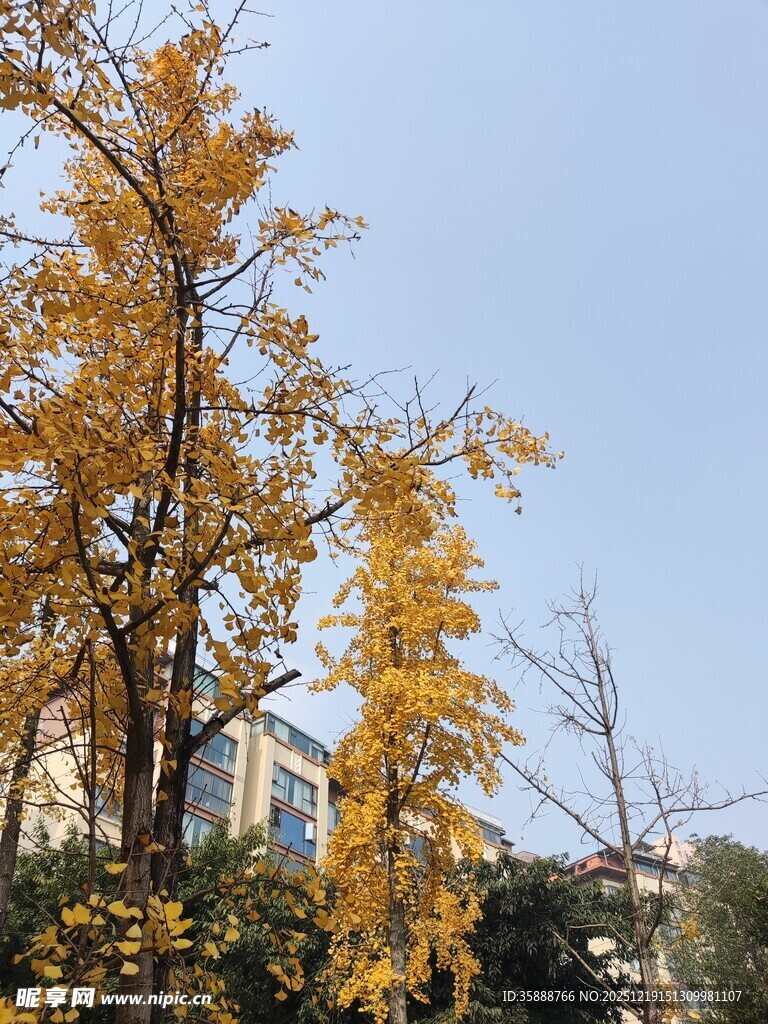 秋日金黄银杏树枝景