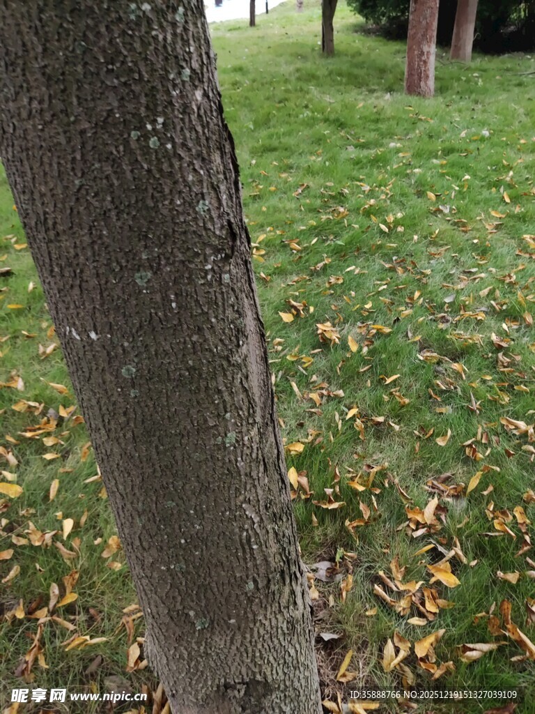 树干下的草地与落叶