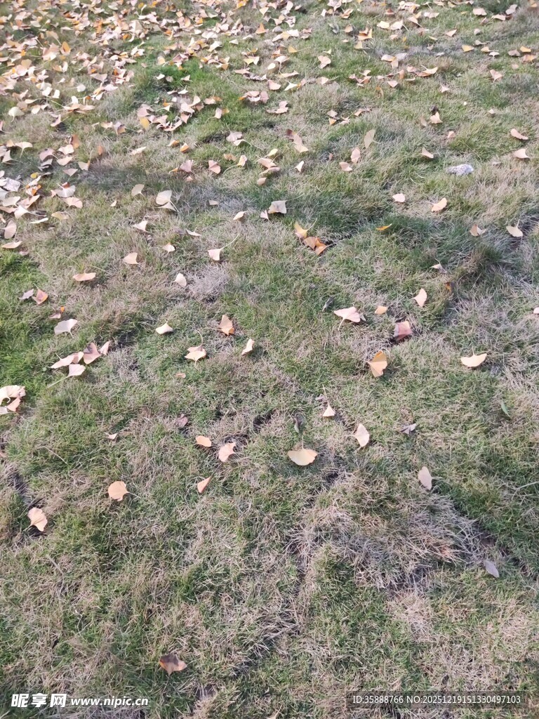 地面散落枯黄落叶景象