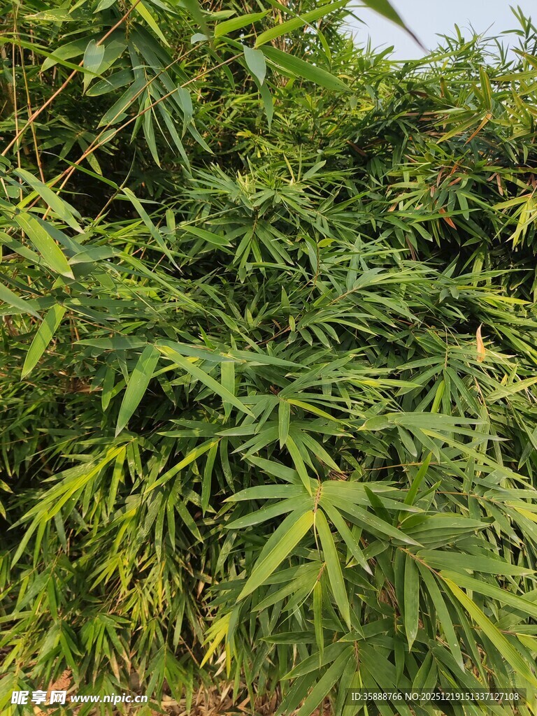 茂密的绿色植物景观