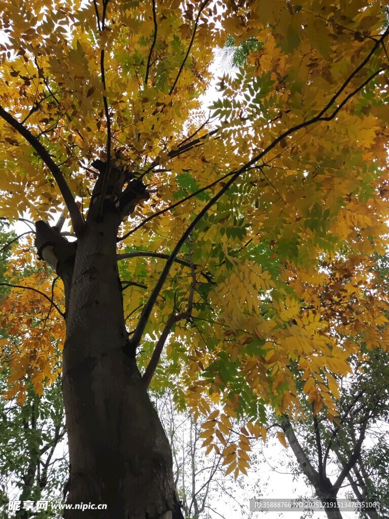 秋日挺拔大树与斑斓树叶