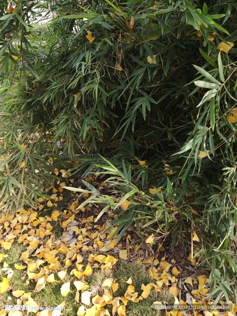 落叶铺地的绿植景致