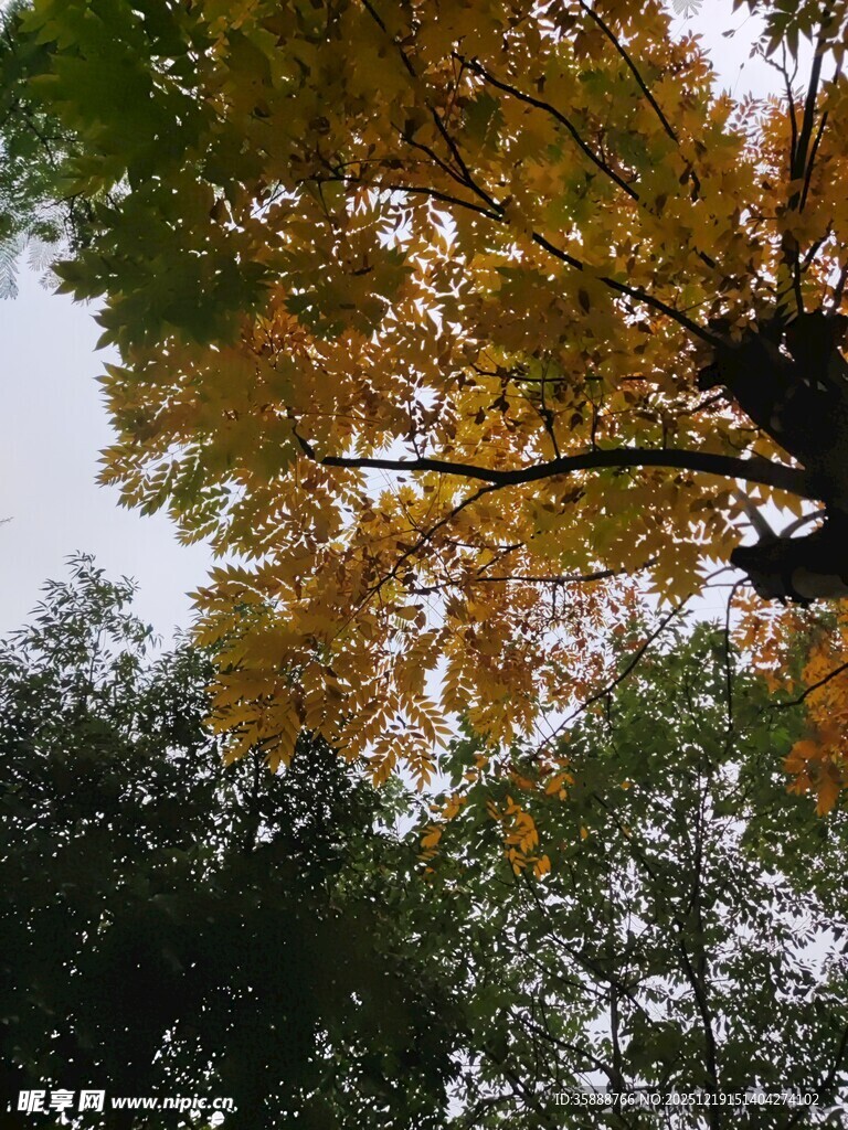 仰视斑斓秋色银杏树