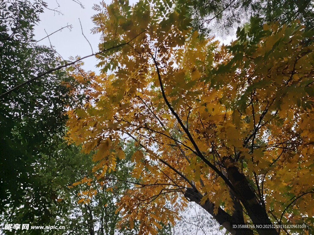 秋日斑斓树梢景致