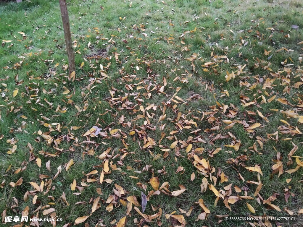 地面上的枯黄落叶