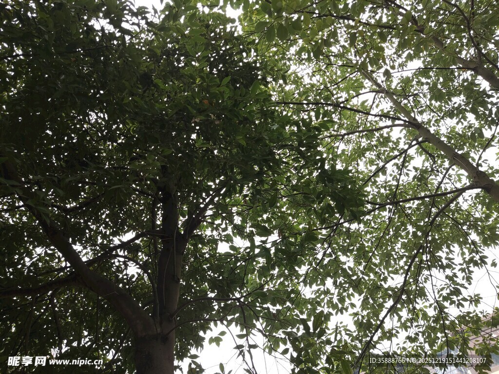 繁茂绿树间的光影景致