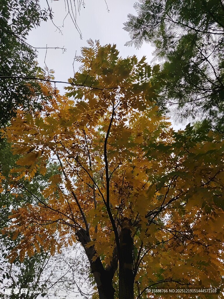 秋日金黄树冠美景