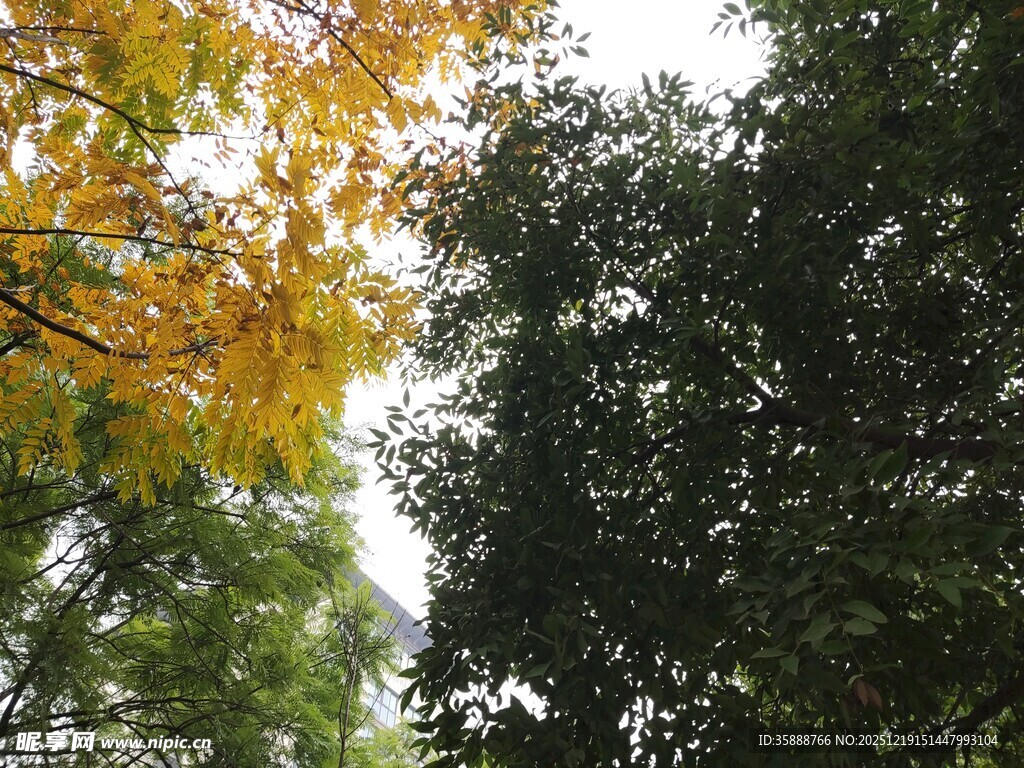 秋日林间树梢景致