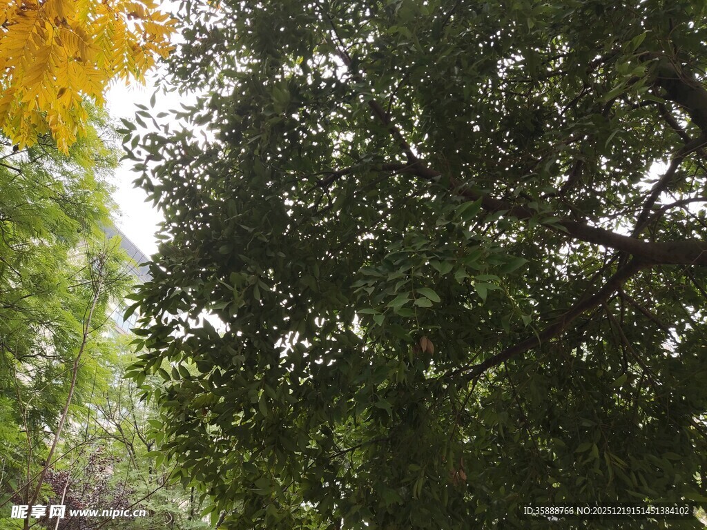 秋日繁茂树林景象