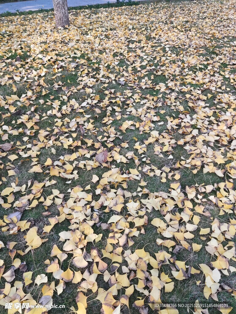 金黄落叶铺满地面的美景