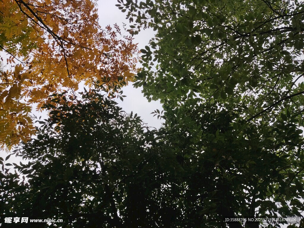 秋日树梢间的天空景致