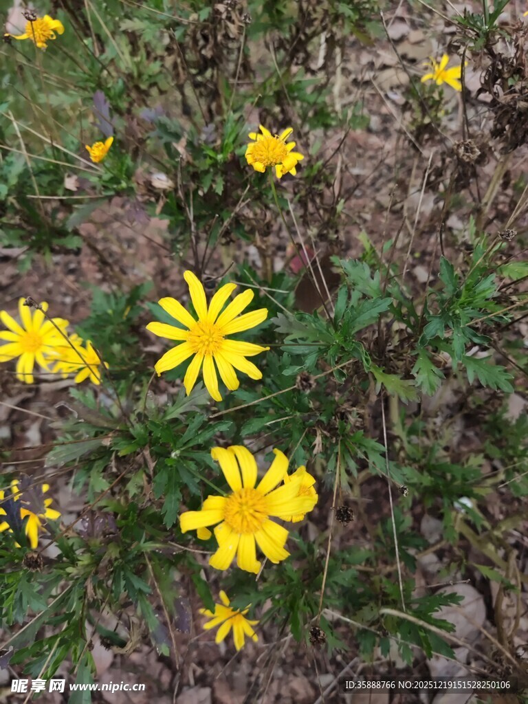 草地中的黄色小花绽放