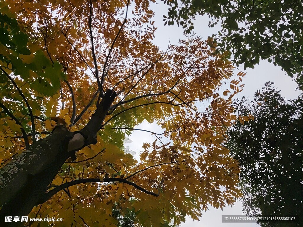 秋日斑斓树冠景色