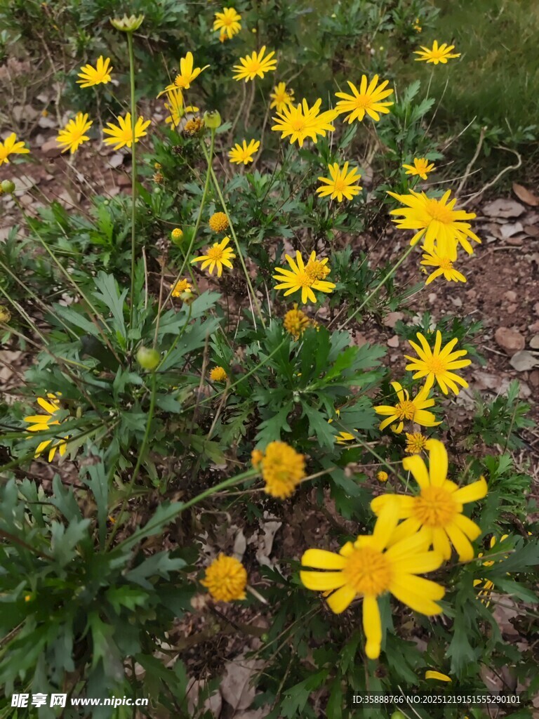 黄色小花绽放于草丛中