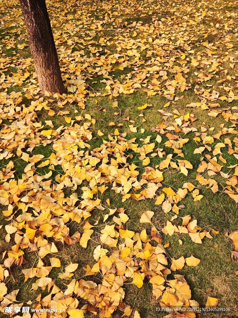 秋日树下金黄落叶美景