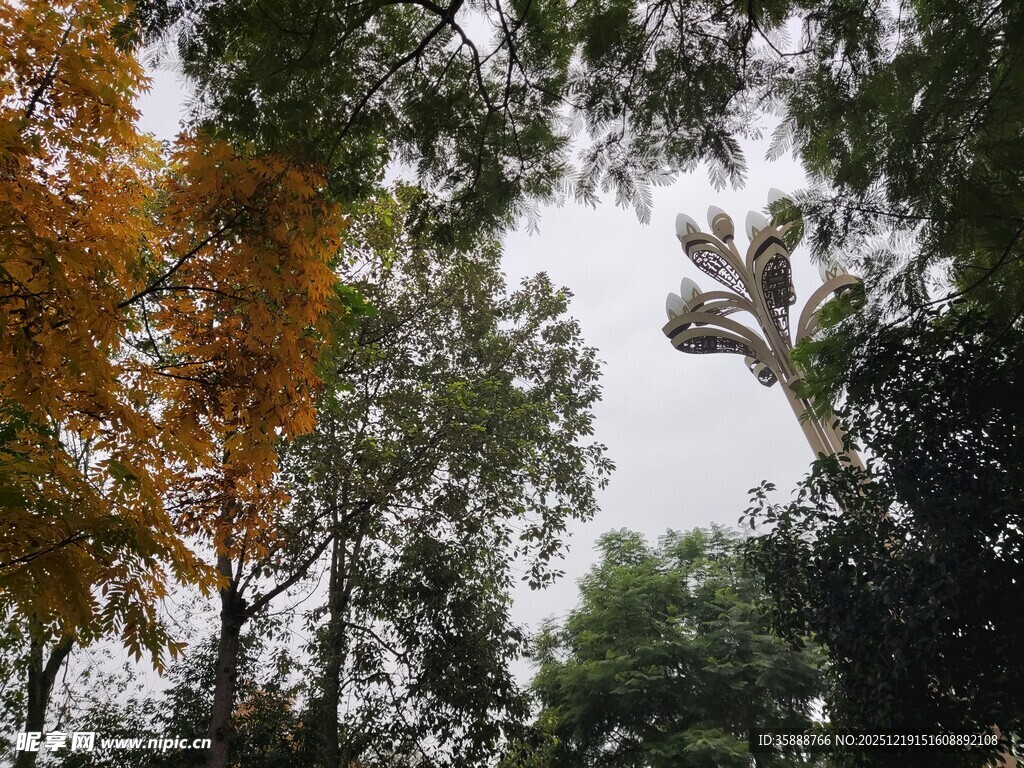 秋日林间树梢景致