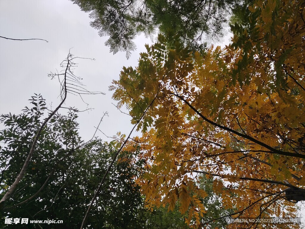 秋日树梢黄叶绿树相映