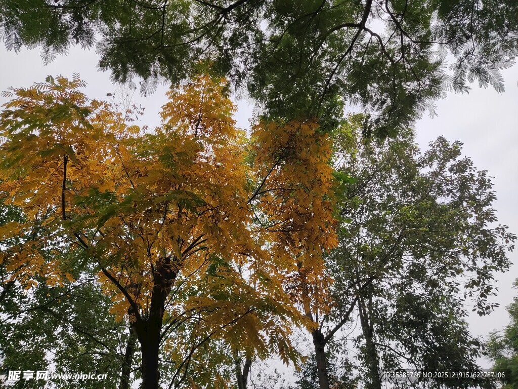 秋日树林斑斓树冠景色