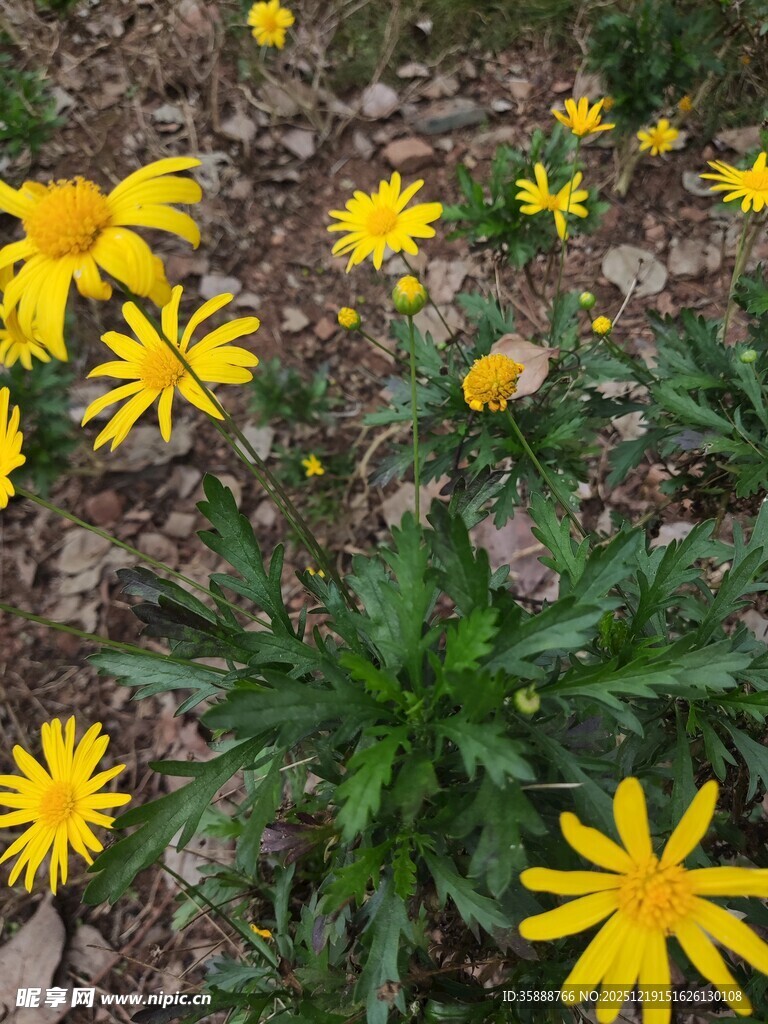 地上绽放的黄色小花