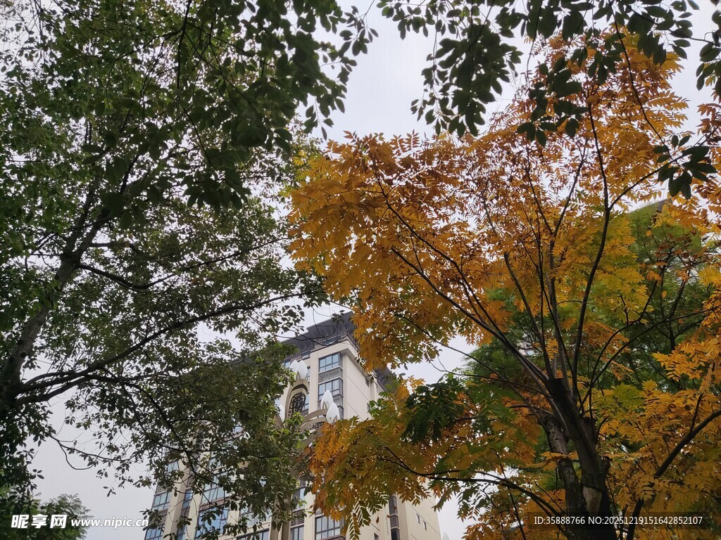 秋日多彩树木景致