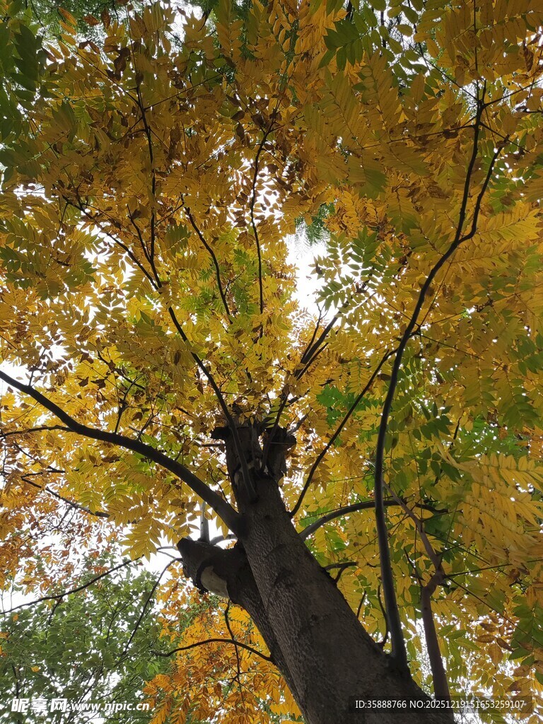 仰望金黄繁茂的树冠