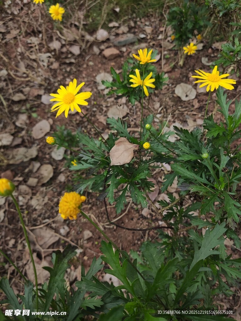 地上绽放的黄色小花