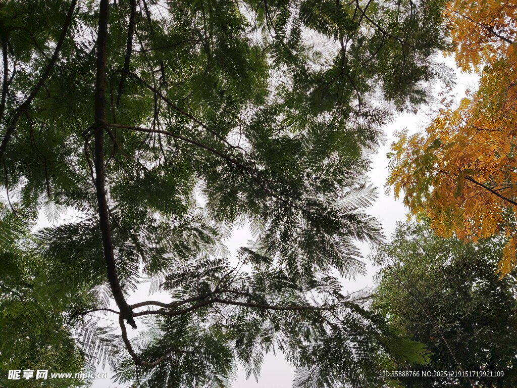 仰视林间多彩枝叶