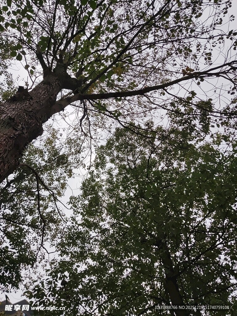 仰视繁茂树木枝叶