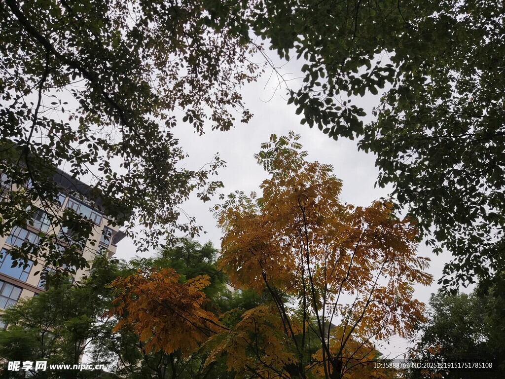 秋日树梢间的斑斓景致