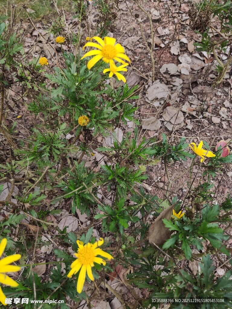 地面绽放的黄色小花