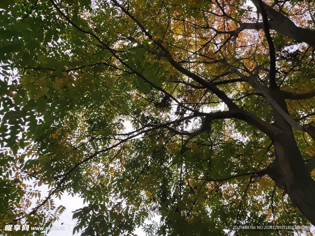 仰视秋日繁茂树木枝叶