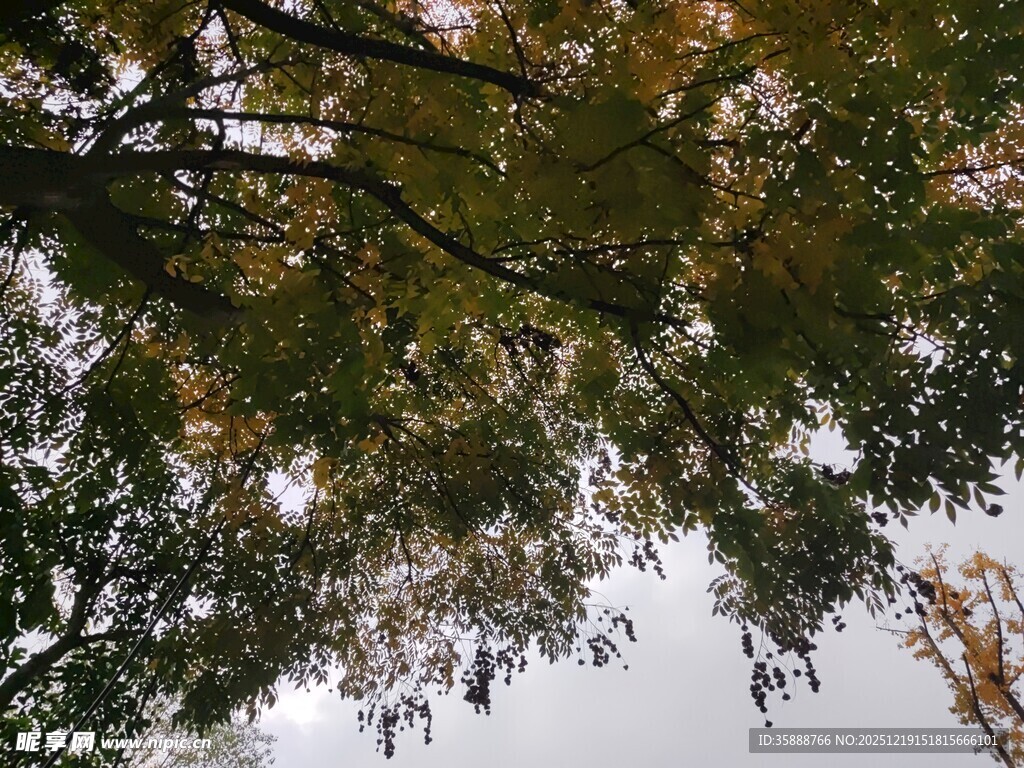 仰视秋日繁茂树枝