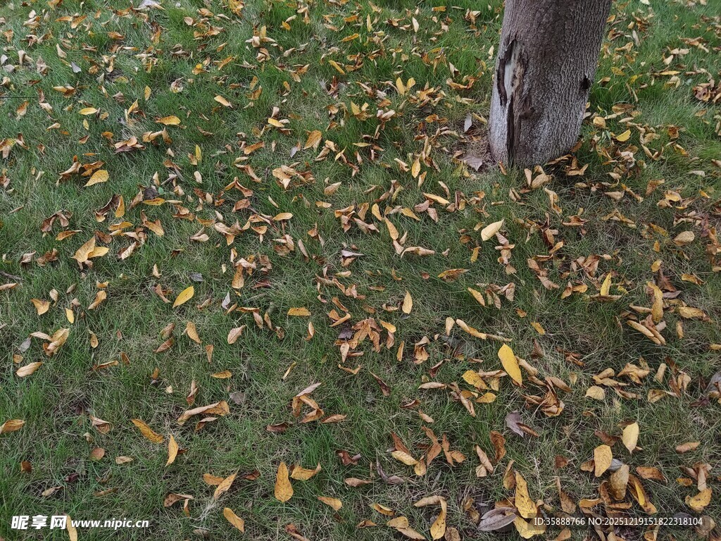 树下落叶铺就秋日景致