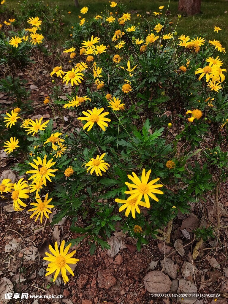 黄色小花绽放于碎石间