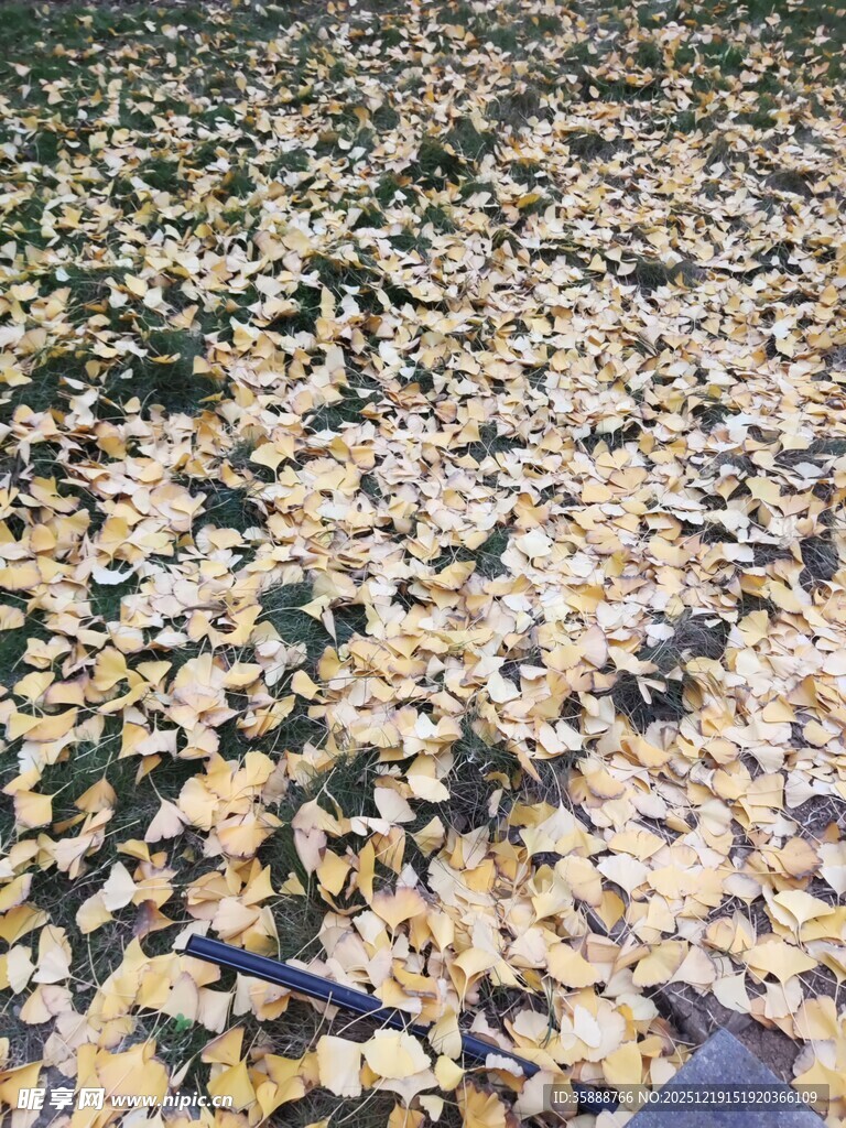 满地金黄银杏叶美景