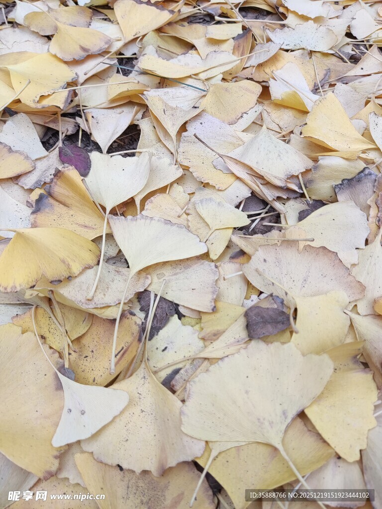 满地银杏叶的秋日景象