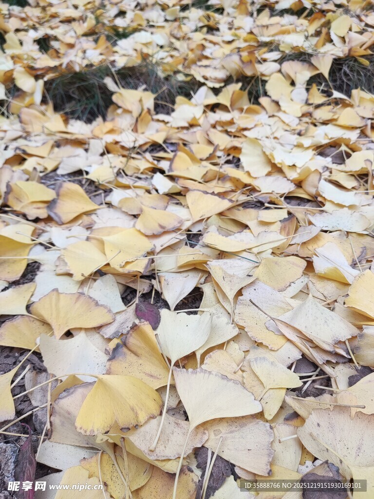 银杏落叶铺就秋日美景